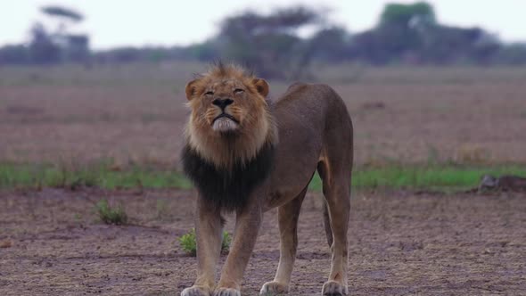 A Black-Maned Lion Walking And Stretching Casually In The Grounds Of Nxai Pan National Park. -medium alt