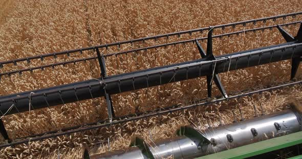 Harvester Cuts Wheat Stalks. Harvest