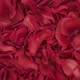 Rose Petals Transition 03 HD - VideoHive Item for Sale