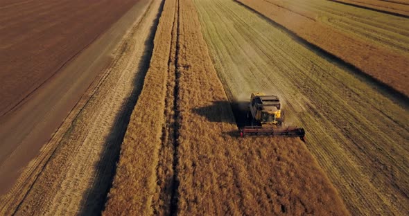 The Harvester Collects Rapeseed On The Field In The Evening At Sunset From A Height Of Flight