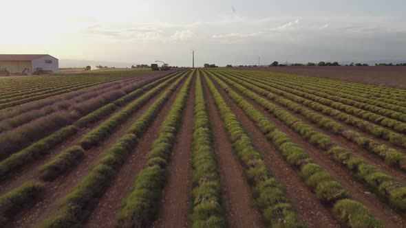 Harvested Lavender Field in Valensole, Provence France alt