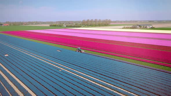 Drone flies over colorful tulip fields on a sunny day in the Netherlands