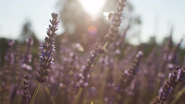 Lavender in a Field with flying Insects