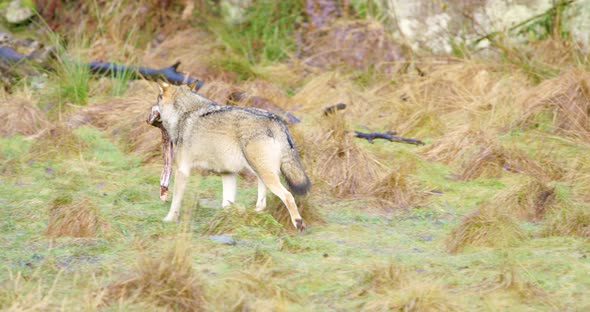 Wolf Running Away with Piece of Meat in the Forest