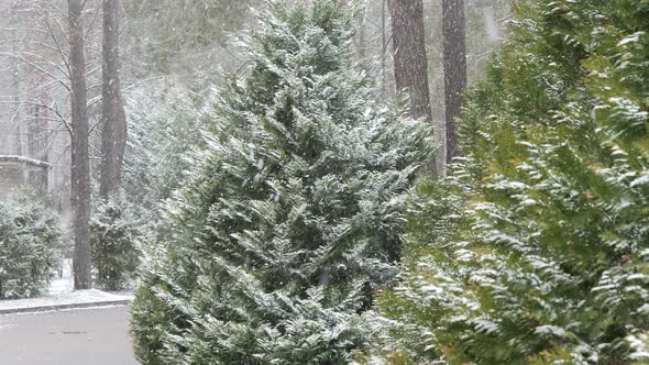 heavy snowfall on the background of decorative trees