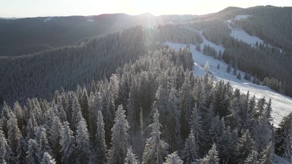 Drone Flying Above Winter Forest Unveiling Mountain Valley
