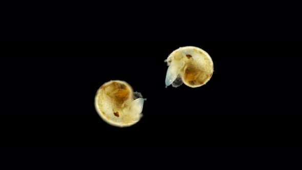 The Black Sea Plankton and Zooplankton Under the Microscope, the Larva of the Mollusk Gastropoda, alt