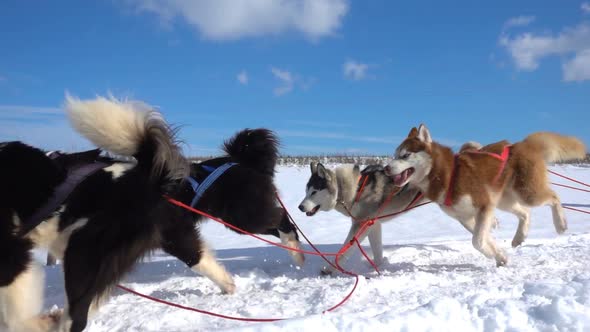 Dogs Harnessed By Dogs Breed Husky Pull Sled with People, Slow Motion, Video Loop alt