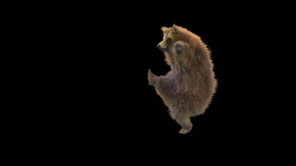 128 Bear Dancing HD alt