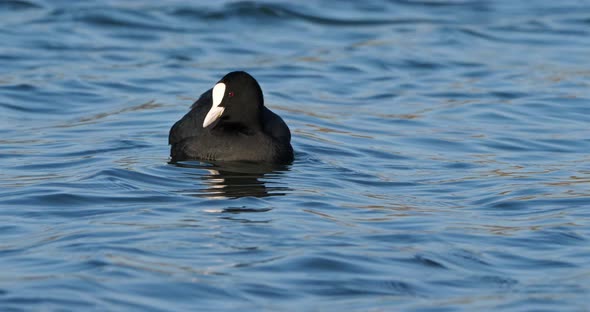 Eurasian coot  also known as the common coot or Australian coot alt