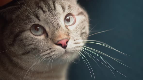 Cat Lying on Sofa Closeup Scottish Fold Portrait alt