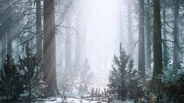 Magic and Foggy Morning Spruce Forest alt