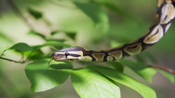 Calm Snake Hangs From a Tree Branch Against a Background of Green Leaves
