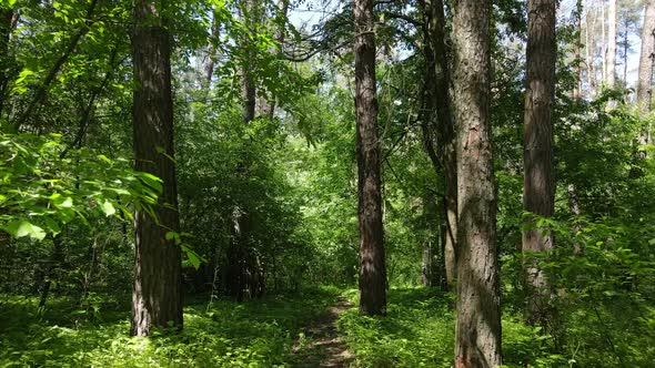 Trees in the Forest By Summer Day alt