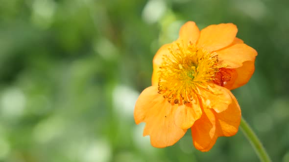 Orange flower Calendula officinalis Common Marigold shallow DOF 4K 2160p 30fps UltraHD footage - Eng alt