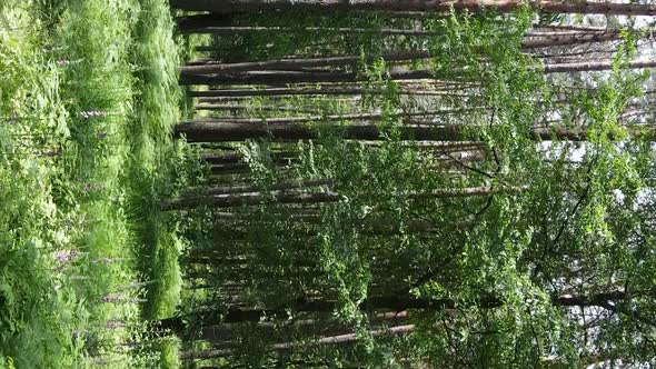 Vertical Video Aerial View Inside a Green Forest with Trees in Summer alt