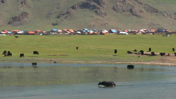 Yak Cattle Crossing the River's Waters in the Mongolian Meadows alt