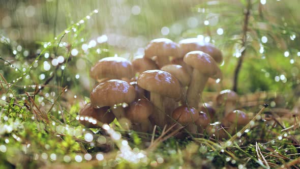 Armillaria Mushrooms of Honey Agaric In a Sunny Forest in the Rain alt