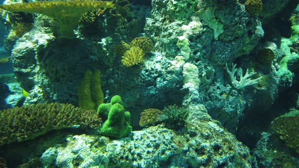 The Underwater World alt