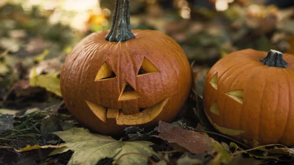 Close up of spooky pumpkins for Halloween alt