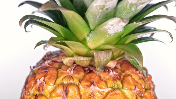 Close Up View of a Ripe Pineapple As It Rotates Slowly in Front of a White Studio Backdrop Suspended alt