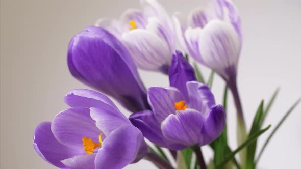 Purple and White Crocuses of Saffron Blooming alt
