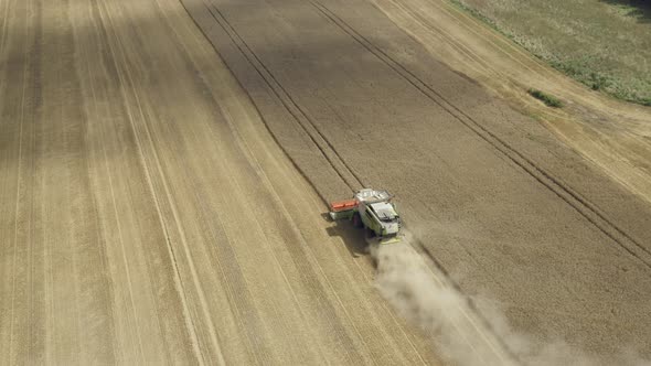 Harvest of Grain With Combine Harvester