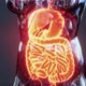 Anatomy of Human Body with Digestive System - VideoHive Item for Sale