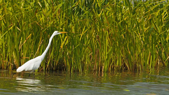 intermediate egret feeding at bird billabong alt