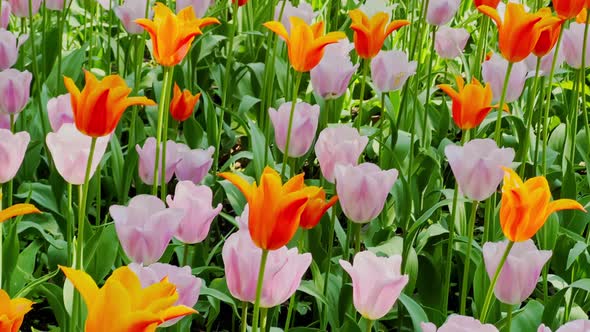 Close Up Footage of Multicolored Tulips in Sunny Weather Purple Color Backlight alt