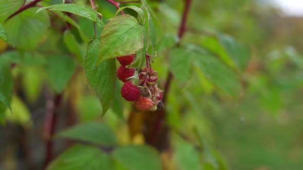 Fresh Homemade Raspberries Grow in Autumn