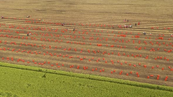 Agricultural Industry alt