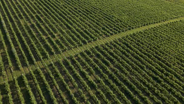 Aerial View of Vineyards alt