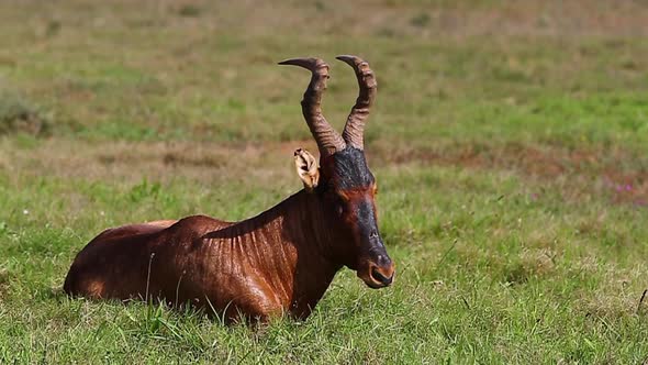 Close-up profile shot of a male red hartebeest resting in the grass in Africa alt