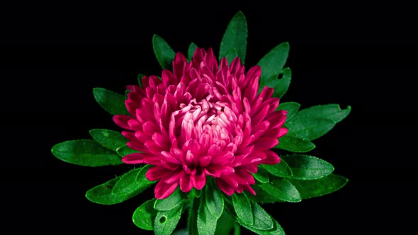 Red Aster Flower Moving Petals While Blooming in Time Lapse on a Black Background alt