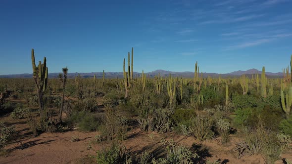Cactus Forest During Sunny Day