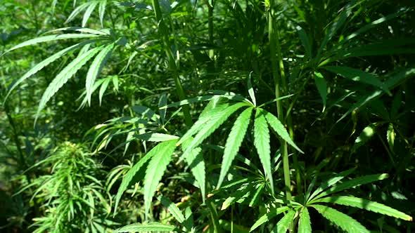 Cannabis Plant or Hemp Leaf  alt