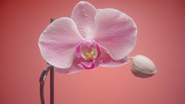 Exotic Pink Orchid Flower on Isolated Red Background alt
