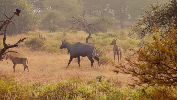 Nilgai or Blue Bull Is the Largest Asian Antelope and Is Endemic To the Indian Subcontinent alt