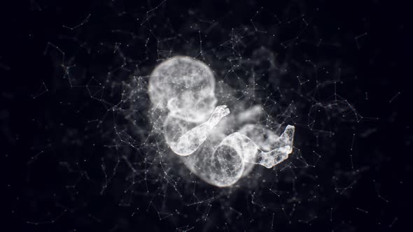 Plexus Baby Fetus alt