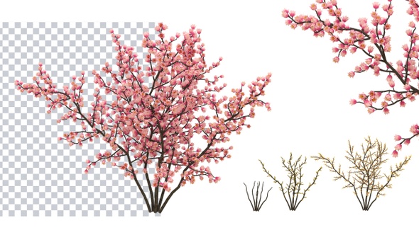 Growing Sakura Flowers alt