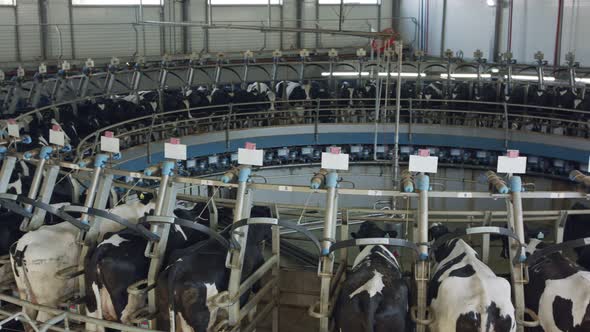 Cows during milking on a rotary milking parlor in a large dairy farm ...