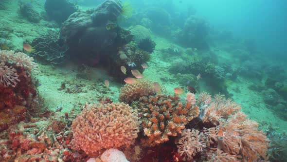 Coral Reef and Tropical Fish. Philippines, Mindoro alt