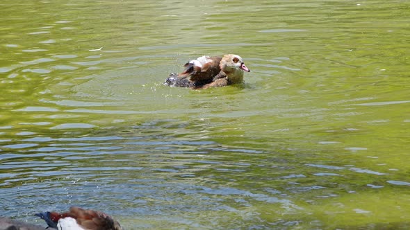 Red Billed Brown Duck Swimming And Grooming On The Lake alt