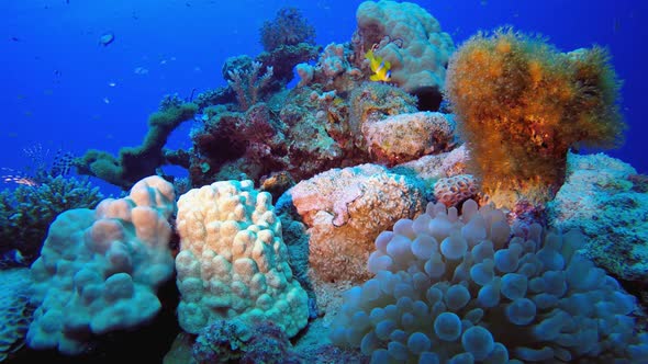 Underwater Scene Marine World alt