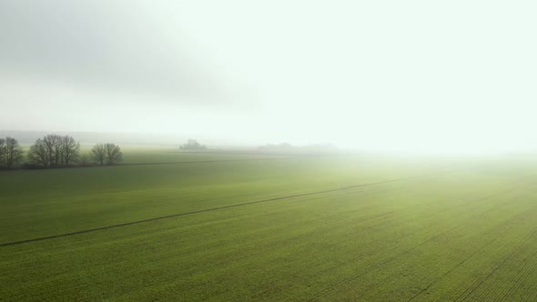 Field With Winter Wheat in the Winter Season During the Fog. The Sun is Shining in the Fog.
