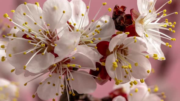 Apricot Fruit Flower Blossom Timelapse alt