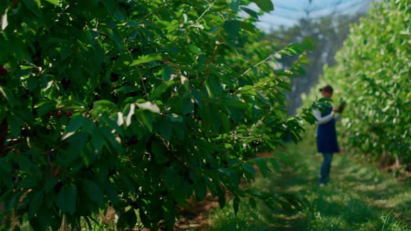 Woman Botanical Specialist Checking Trees Growth with Tablet in Green Plantation alt