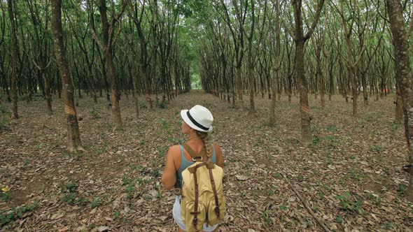 The Traveler Walks Between Trees Plantation Agriculture of Asia for Natural Latex Extraction Milk in alt