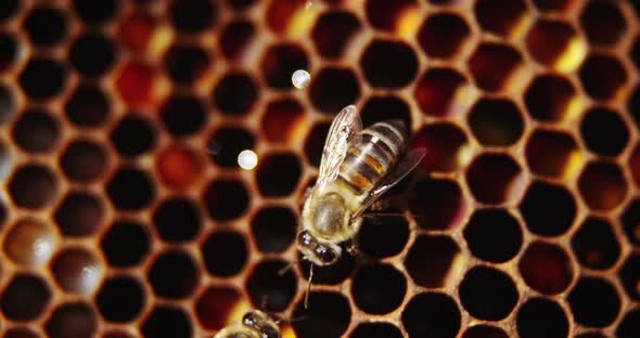 Bees in a beehive on honeycomb alt